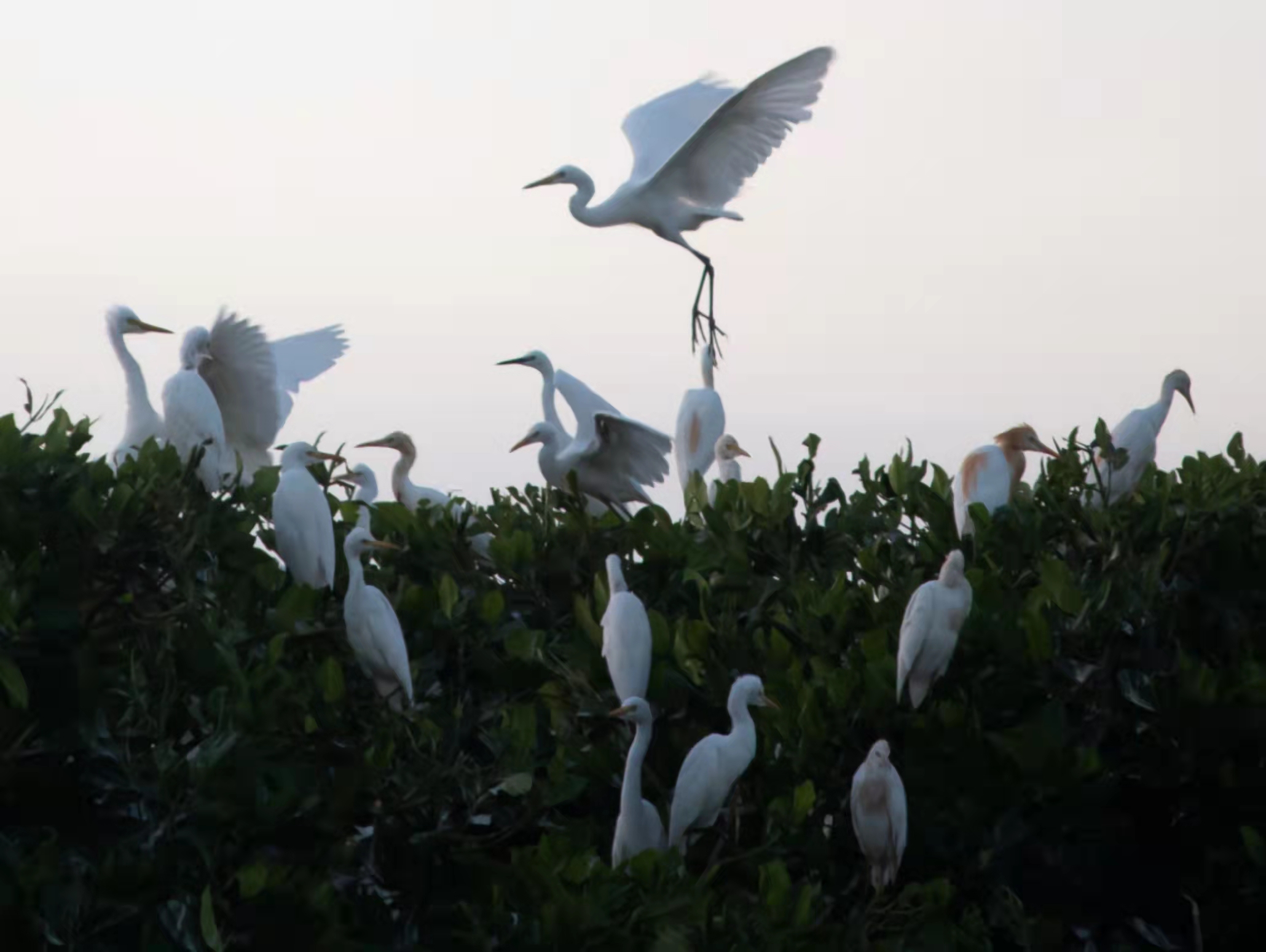 Egret Swarm Optimization Algorithm (ESOA)